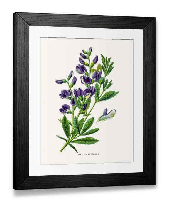 Framed Print : Blue wild indigo Framed Print : Blue wild indigo