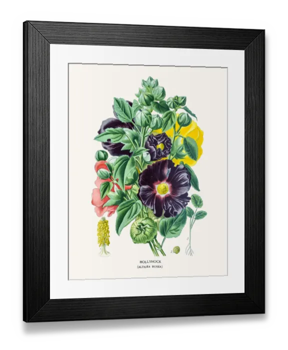 Framed Print : Hollyhock flower Framed Print : Hollyhock flower