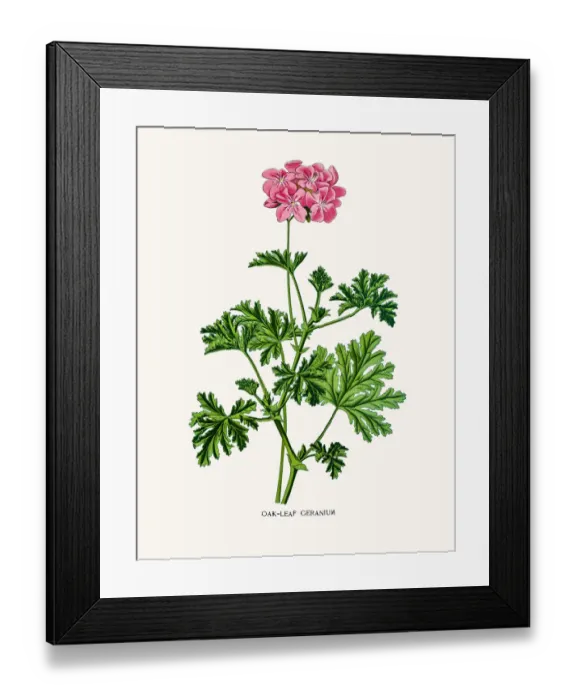Framed Print : Geranium flower Framed Print : Geranium flower