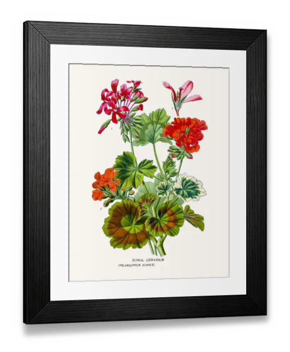 Framed Print : Geranium flower