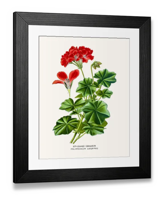 Framed Print : Geranium flower Framed Print : Geranium flower