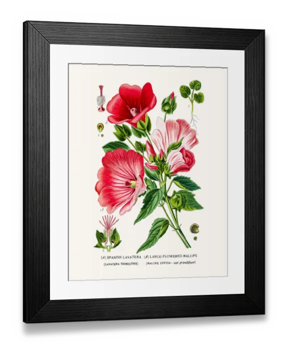 Framed Print : Lavatera and Malope Framed Print : Lavatera and Malope