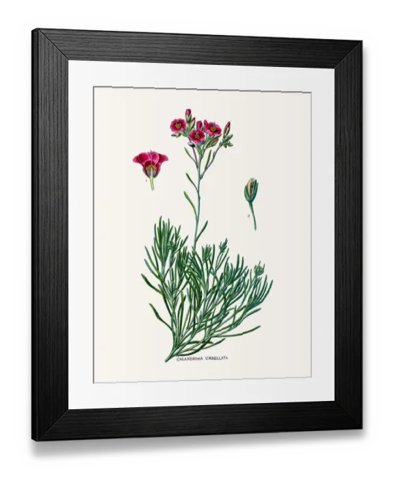 Framed Print : Purslane flower Framed Print : Purslane flower