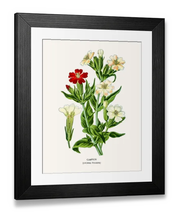 Framed Print : Campion flower Framed Print : Campion flower