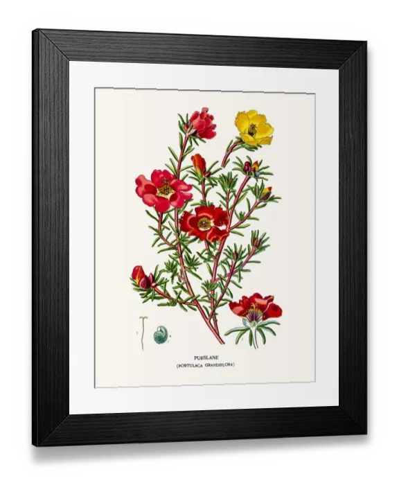 Framed Print : Rose moss purslane Framed Print : Rose moss purslane