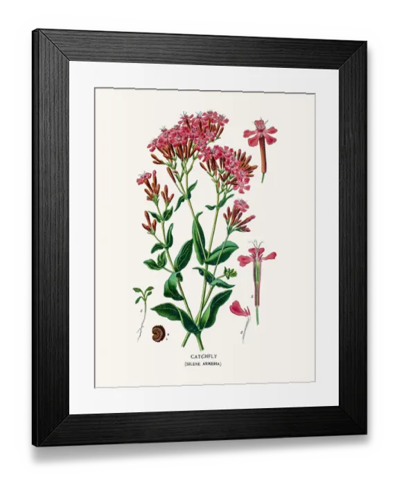 Framed Print : Catchfly flower Framed Print : Catchfly flower