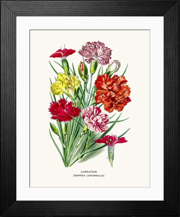 Framed Print : Carnation flower Framed Print : Carnation flower