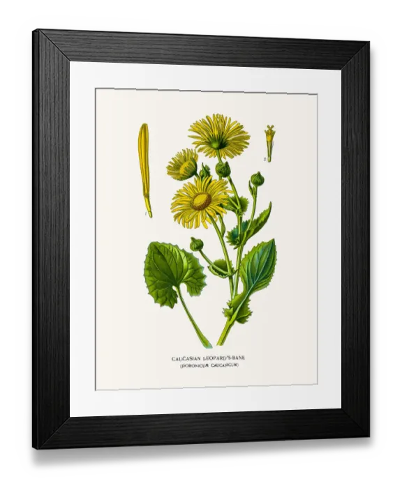 Framed Print : Leopards Bane (Doronicum) Framed Print : Leopards Bane (Doronicum)