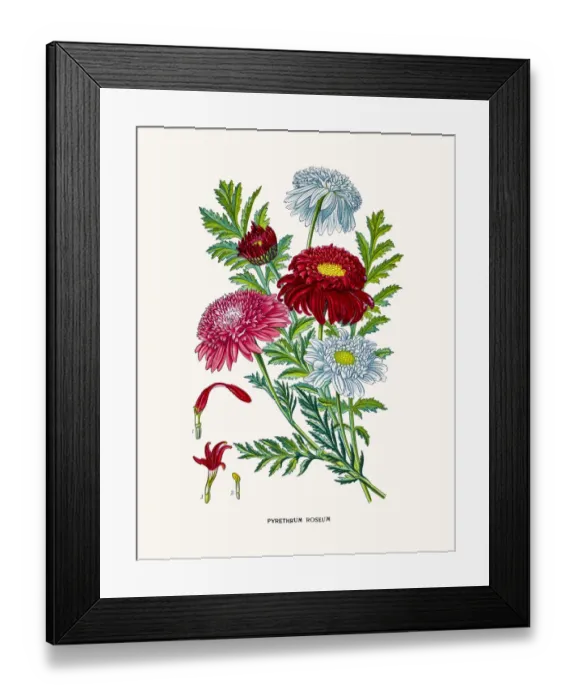 Framed Print : Pyrethrum flowers