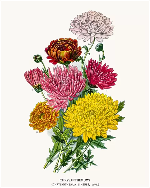 Chrysanthemum or mums