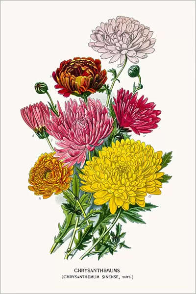 Chrysanthemum or mums