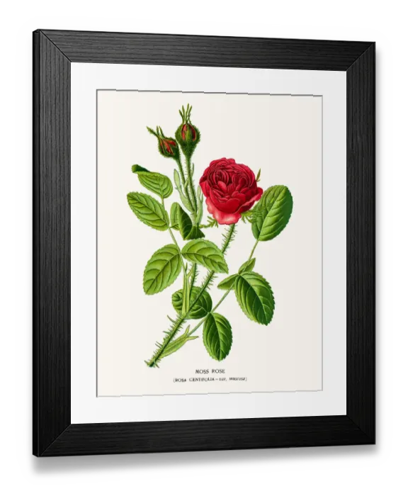 Framed Print : Rose. Photo of an original Fine Lithograph from the Favourite Flowers of Garden Framed Print : Rose. Photo of an original Fine Lithograph from the Favourite Flowers of Garden