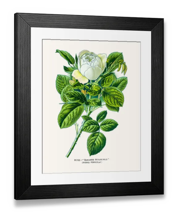Framed Print : Rose. Photo of an original Fine Lithograph from the Favourite Flowers of Garden Framed Print : Rose. Photo of an original Fine Lithograph from the Favourite Flowers of Garden