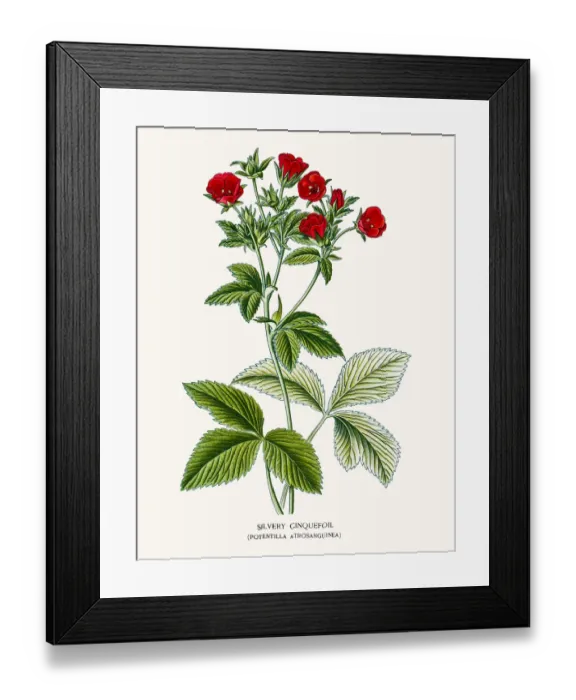 Framed Print : Cinquefoils flowers Framed Print : Cinquefoils flowers