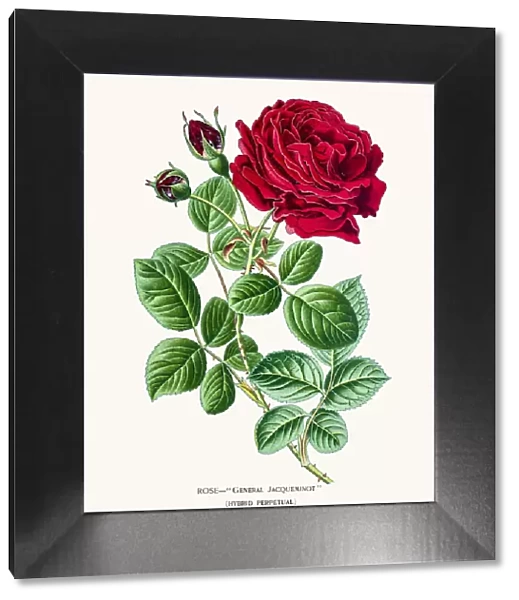 Rose. Photo of an original Fine Lithograph from the Favourite Flowers of