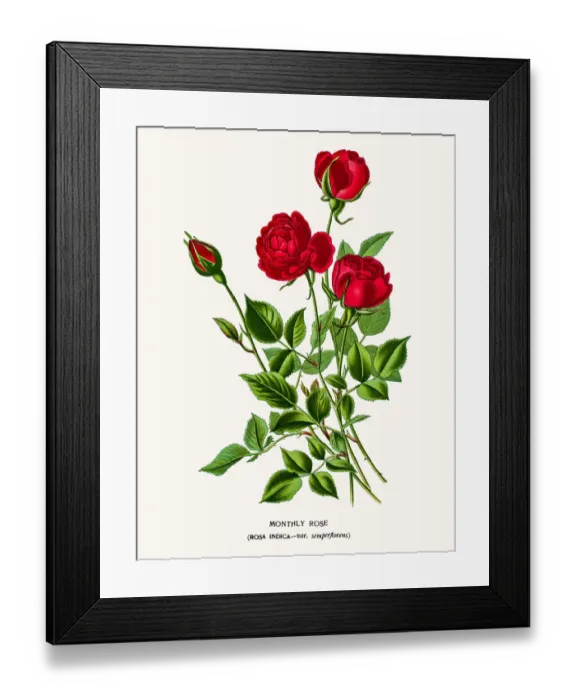 Framed Print : Rose. Photo of an original Fine Lithograph from the Favourite Flowers of Garden