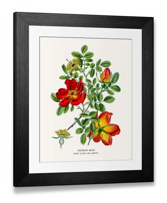 Framed Print : Rose. Photo of an original Fine Lithograph from the Favourite Flowers of Garden Framed Print : Rose. Photo of an original Fine Lithograph from the Favourite Flowers of Garden