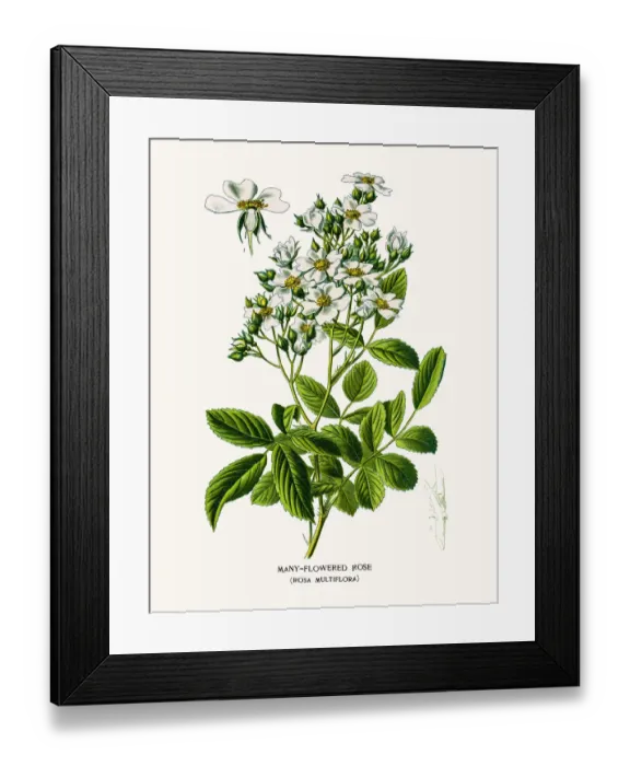 Framed Print : Rose. Photo of an original Fine Lithograph from the Favourite Flowers of Garden