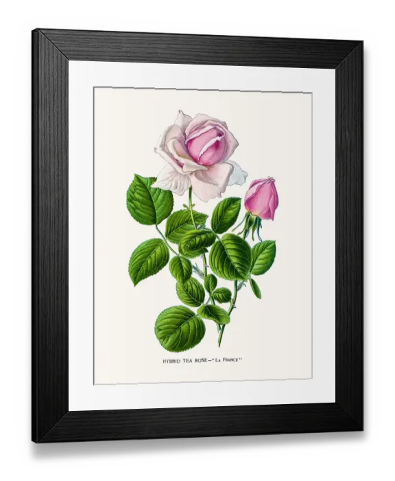 Framed Print : Rose. Photo of an original Fine Lithograph from the Favourite Flowers of Garden Framed Print : Rose. Photo of an original Fine Lithograph from the Favourite Flowers of Garden