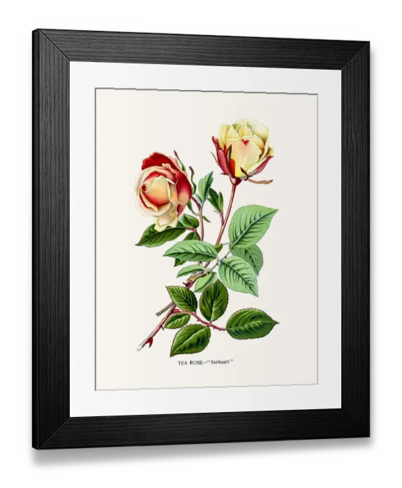 Framed Print : Rose. Photo of an original Fine Lithograph from the Favourite Flowers of Garden Framed Print : Rose. Photo of an original Fine Lithograph from the Favourite Flowers of Garden