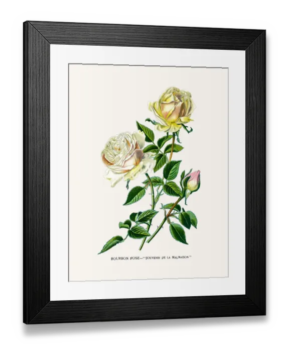 Framed Print : Rose. Photo of an original Fine Lithograph from the Favourite Flowers of Garden