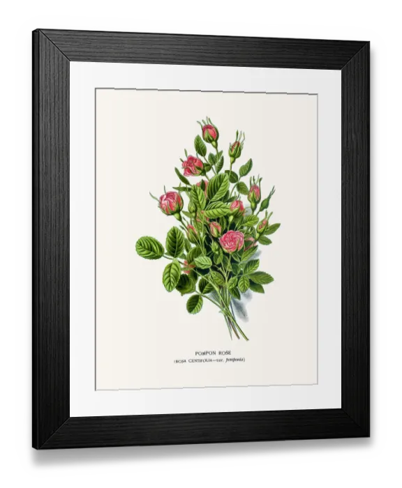 Framed Print : Pompon Rose Framed Print : Pompon Rose