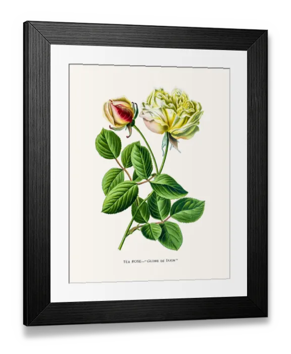 Framed Print : Rose. Photo of an original Fine Lithograph from the Favourite Flowers of Garden Framed Print : Rose. Photo of an original Fine Lithograph from the Favourite Flowers of Garden