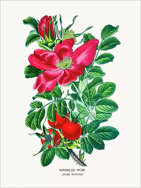 Wrinkled Rose (Rosa rugosa)