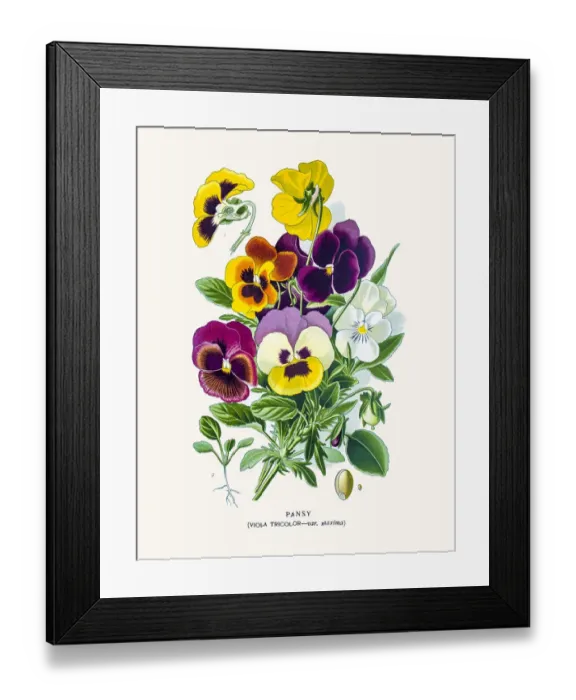 Framed Print : Garden pansy flowers Framed Print : Garden pansy flowers