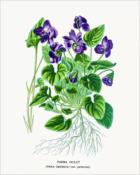 Sweet violet flower