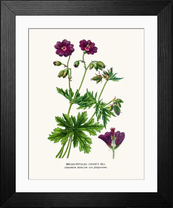 Framed Print : cranes bill Framed Print : cranes bill