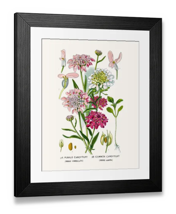 Framed Print : Candytuft plants Framed Print : Candytuft plants