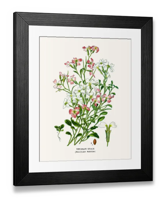 Framed Print : Malcolmia maritima, Virginia stock Framed Print : Malcolmia maritima, Virginia stock