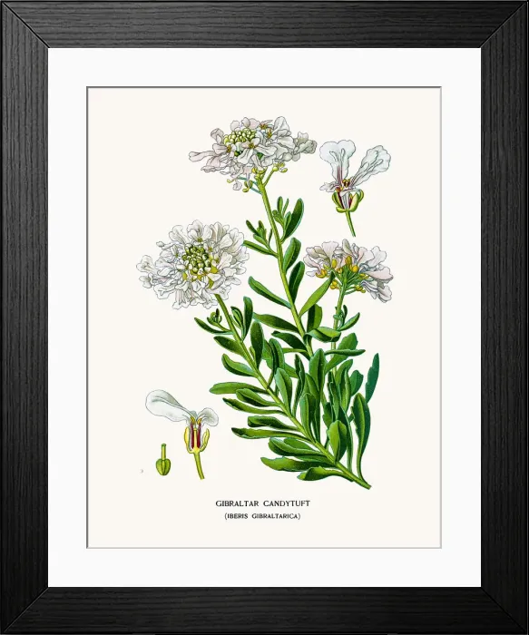 Framed Print : Gibraltar candytuft Framed Print : Gibraltar candytuft