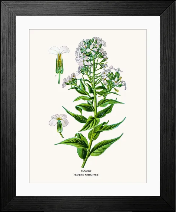 Framed Print : Rocket flower