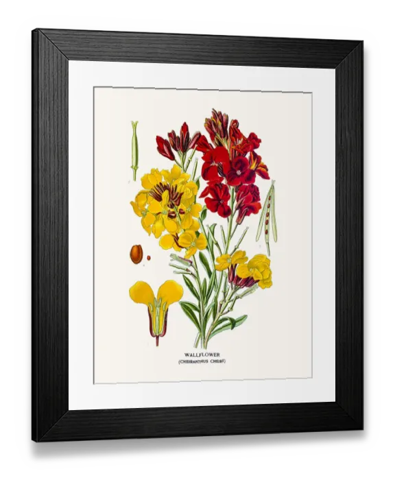 Framed Print : Wallflower Framed Print : Wallflower