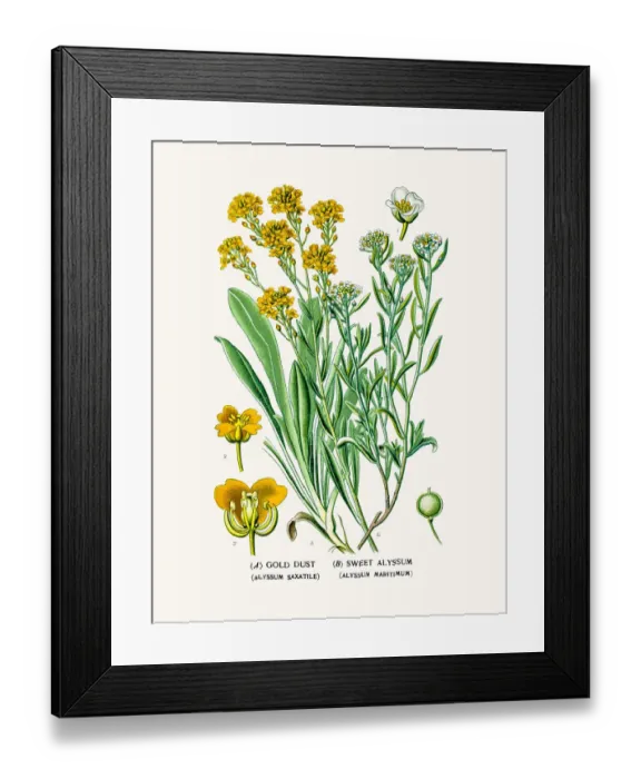 Framed Print : Gold Dust and sweet alyssum Framed Print : Gold Dust and sweet alyssum