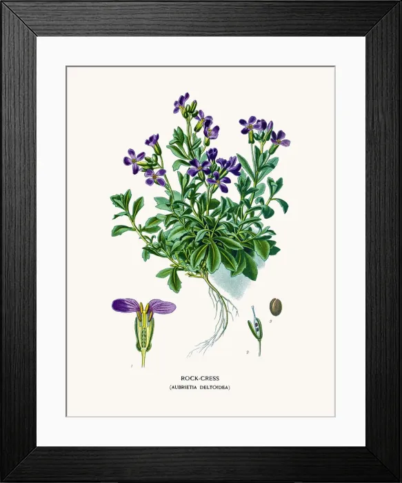 Framed Print : Lilacbush or purple rock cress Framed Print : Lilacbush or purple rock cress