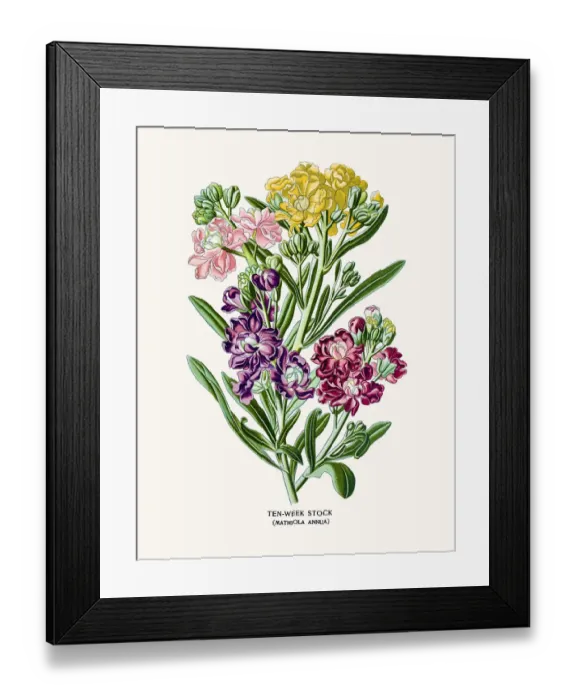 Framed Print : Ten-Week Stock flowers (matthiola ) Framed Print : Ten-Week Stock flowers (matthiola )