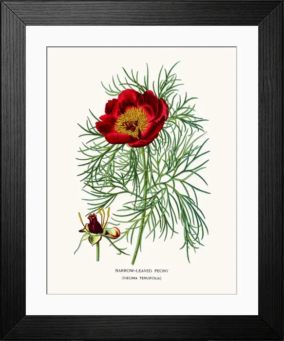 Framed Print : Narrow leaved peony Framed Print : Narrow leaved peony