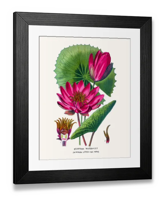 Framed Print : Lotus or Egyptian water lily Framed Print : Lotus or Egyptian water lily