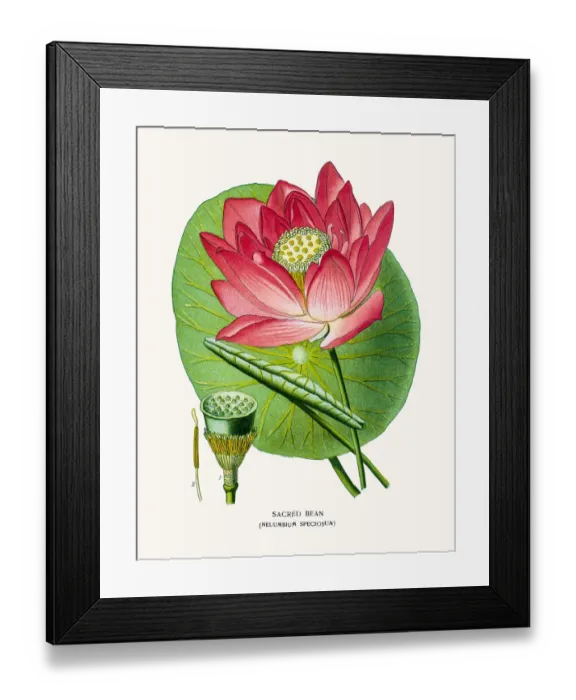 Framed Print : Lotus flower Framed Print : Lotus flower