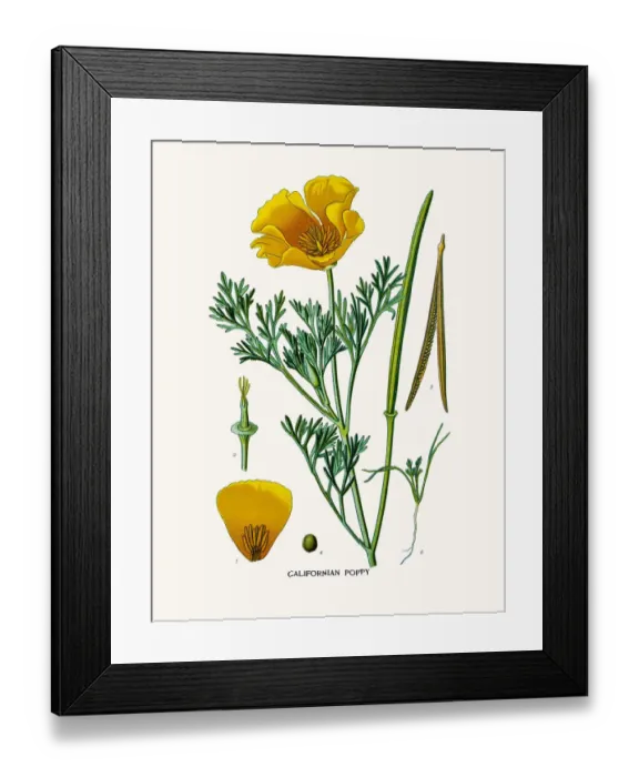 Framed Print : Californian Poppy Framed Print : Californian Poppy