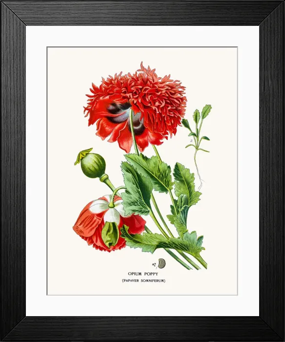 Framed Print : Opium Poppy Framed Print : Opium Poppy