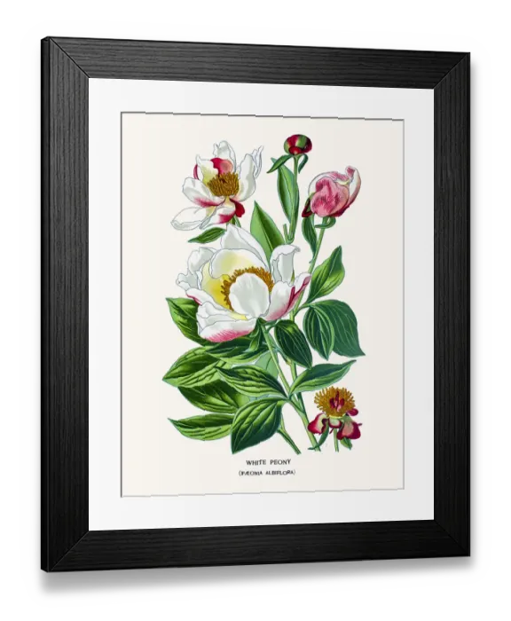 Framed Print : White peony