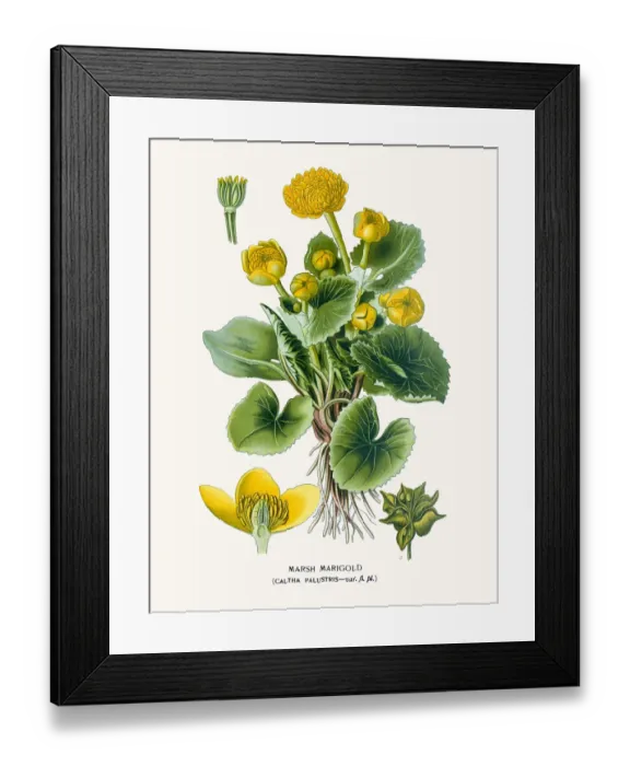 Framed Print : Marsh Marygold or kingcup Framed Print : Marsh Marygold or kingcup
