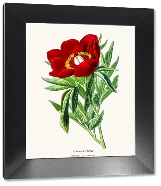 Red peony. Photo of an original Fine Lithograph