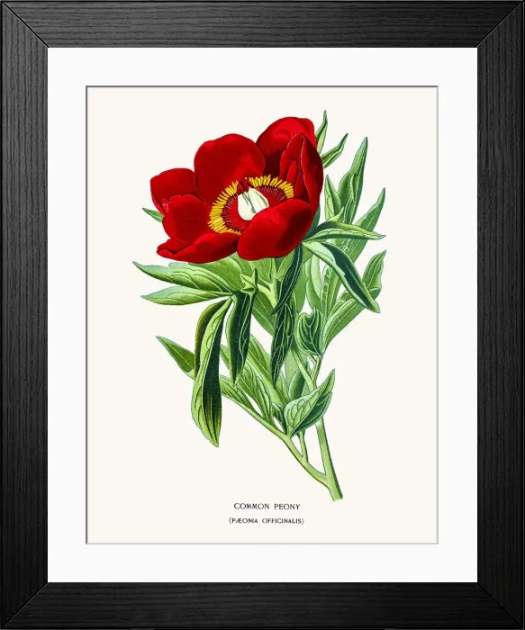 Framed Print : Red peony. Photo of an original Fine Lithograph Framed Print : Red peony. Photo of an original Fine Lithograph