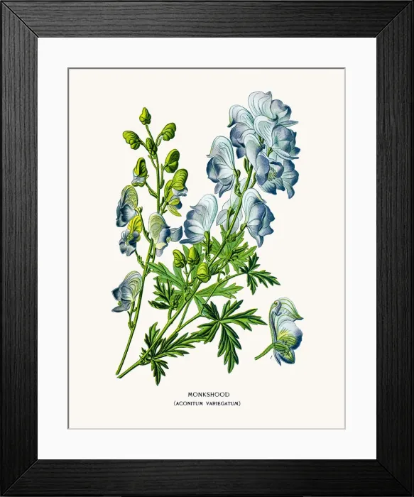 Framed Print : Aconitum deadly poisonous flower Framed Print : Aconitum deadly poisonous flower