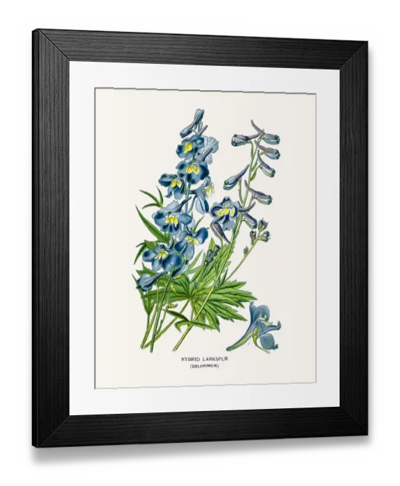 Framed Print : Delphinium flowers Framed Print : Delphinium flowers